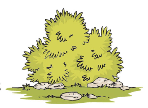 Учите английские слова на myenglishclassroom.com  bush