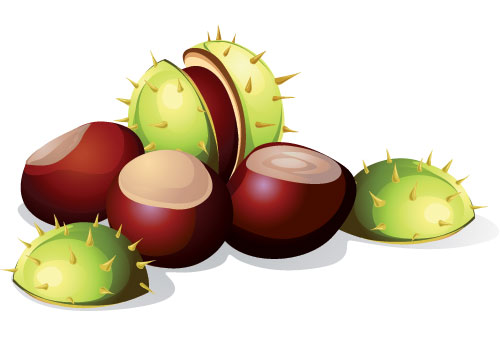 Учите английские слова на myenglishclassroom.com  chestnut