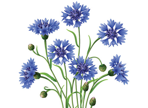 Учите английские слова на myenglishclassroom.com  cornflower