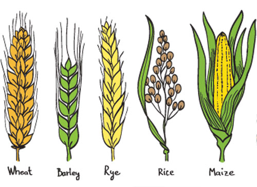 Учите английские слова на myenglishclassroom.com  cereal