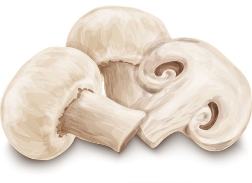 Учите английские слова на myenglishclassroom.com  champignon