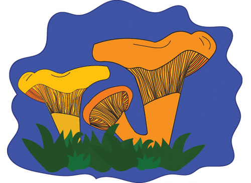 Учите английские слова на myenglishclassroom.com  chanterelle