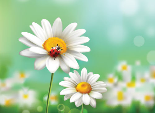 Учите английские слова на myenglishclassroom.com  daisy