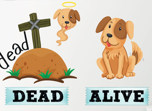 Учите английские слова на myenglishclassroom.com  alive