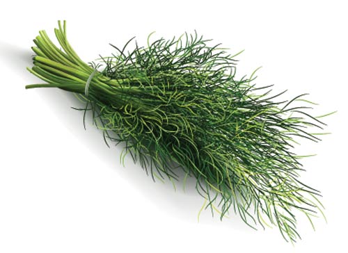 Учите английские слова на myenglishclassroom.com  dill