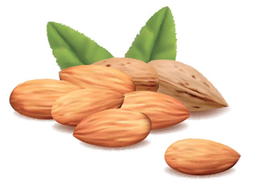 Учите английские слова на myenglishclassroom.com  almond