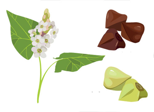 Учите английские слова на myenglishclassroom.com  buckwheat