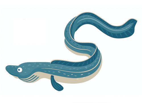 Учите английские слова на myenglishclassroom.com  eel