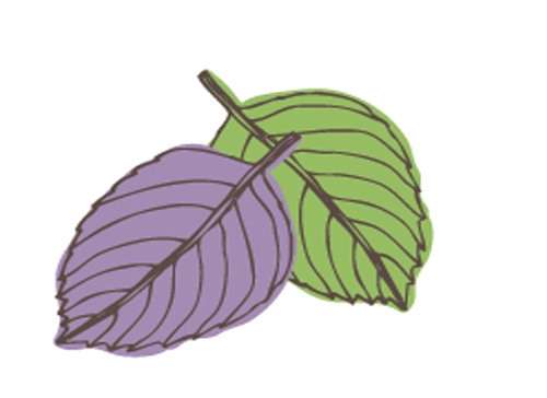 Учите английские слова на myenglishclassroom.com  basil